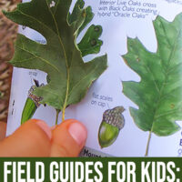 Best field guides for children